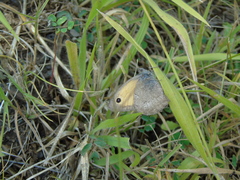 Hyponephele lycaon