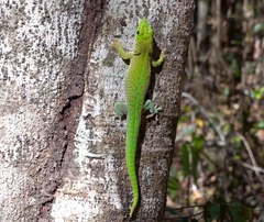 Phelsuma kochi