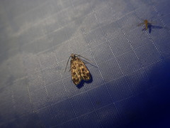 Martyringa latipennis