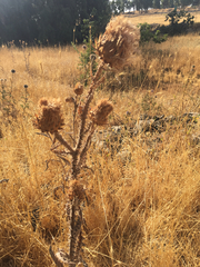 Onopordum cynarocephalum