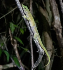 Phelsuma kochi