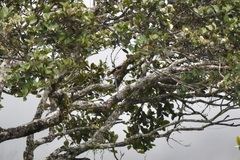 Dendrocitta cinerascens