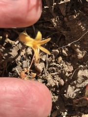 Aphyllon fasciculatum