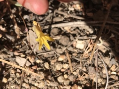 Aphyllon fasciculatum