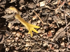 Aphyllon fasciculatum