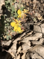 Acmispon decumbens decumbens