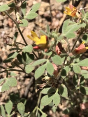 Acmispon decumbens decumbens