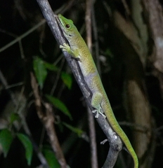 Phelsuma kochi