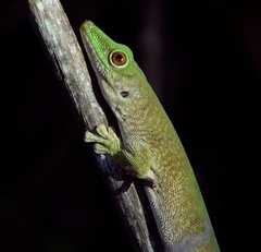 Phelsuma kochi
