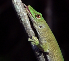 Phelsuma kochi