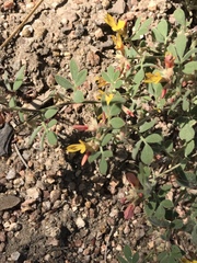 Acmispon decumbens decumbens