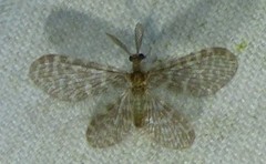 Nallachius americanus