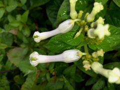 Ceropegia sahyadrica