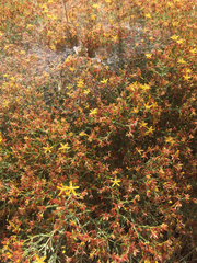 Hypericum triquetrifolium