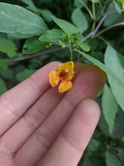 Impatiens capensis