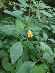 Impatiens capensis