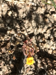 Erythranthe discolor