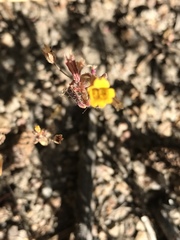 Erythranthe discolor