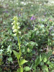 Pseudorchis straminea