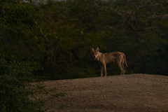 Canis lupus pallipes