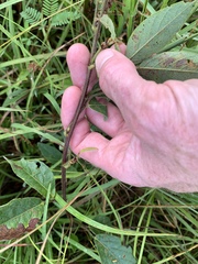 Desmodium nuttallii