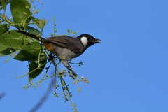 Pycnonotus leucotis