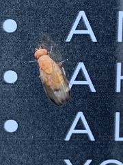 Minettia inusta