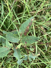Desmodium nuttallii