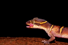 Cyrtodactylus deccanensis