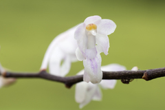 Aerides ringens