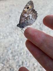 Hipparchia pellucida