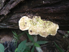 Oligoporus