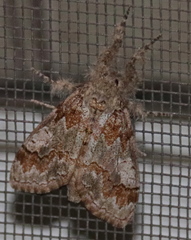 Dasychira obliquata