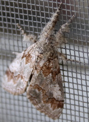 Dasychira obliquata