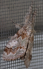 Dasychira obliquata