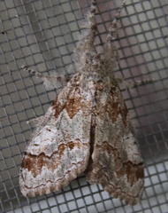 Dasychira obliquata