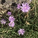 Lactuca tenerrima - Photo (c) pfaucher, algunos derechos reservados (CC BY-NC), subido por pfaucher