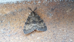 Lymantria dispar