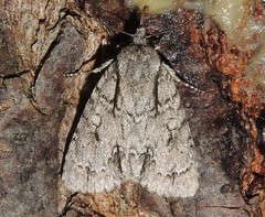 Acronicta laetifica