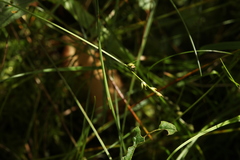 Carex loliacea