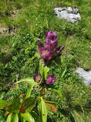 Gentiana pannonica
