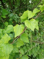 Menispermum dauricum