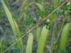 Ammophila heydeni