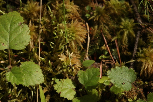 Carex loliacea iNat (2)