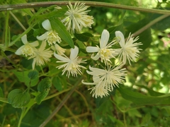 Clematis vitalba