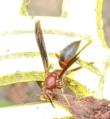 Polistes annularis