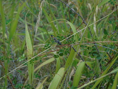Ammophila heydeni