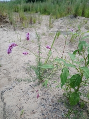 Persicaria pilosa