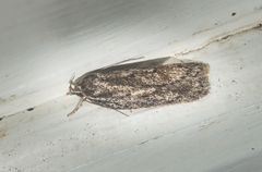 Acantholena siccella