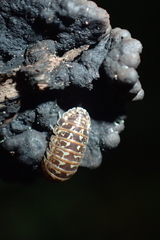 Armadillidium pictum